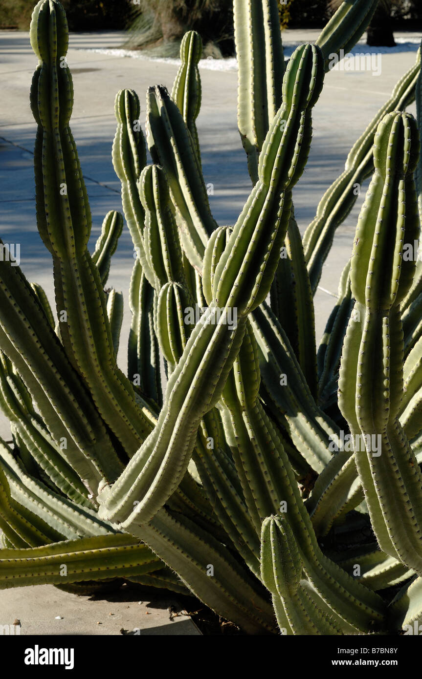 Cereus Peruvianus Apple Kaktus Stockfoto