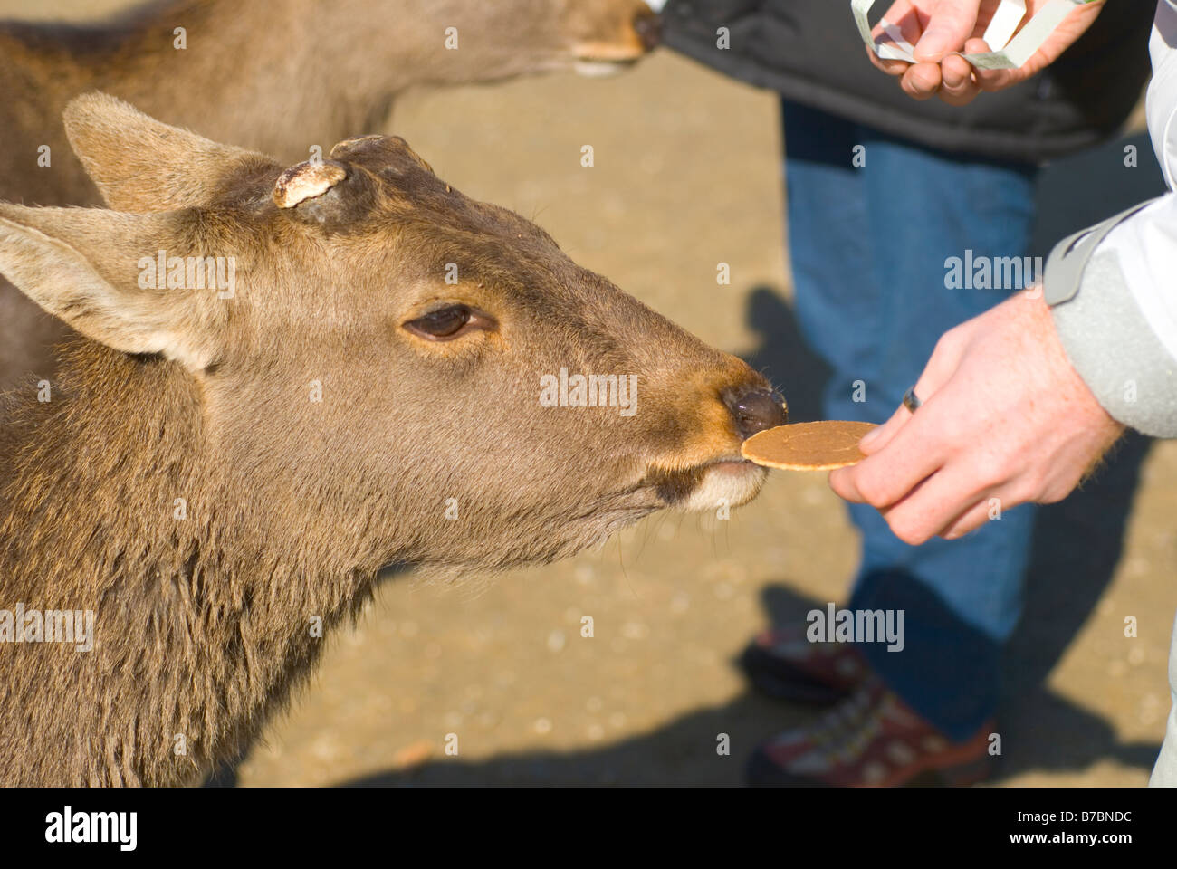 Fütterung der Rehe in Nara, Japan Stockfoto