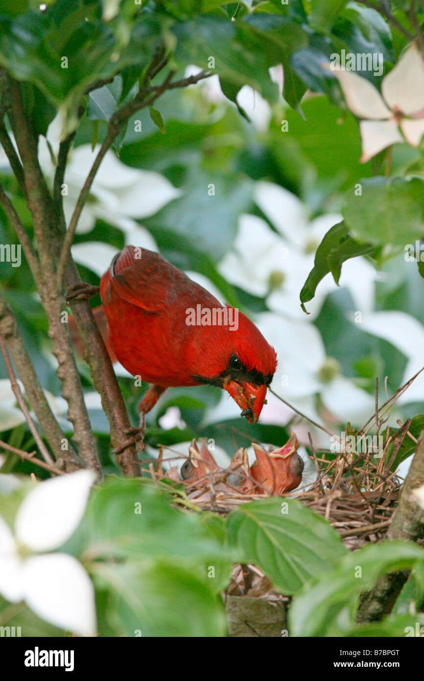Nördlichen Kardinal thront am Nest in Hartriegel Blumen - vertikal Stockfoto