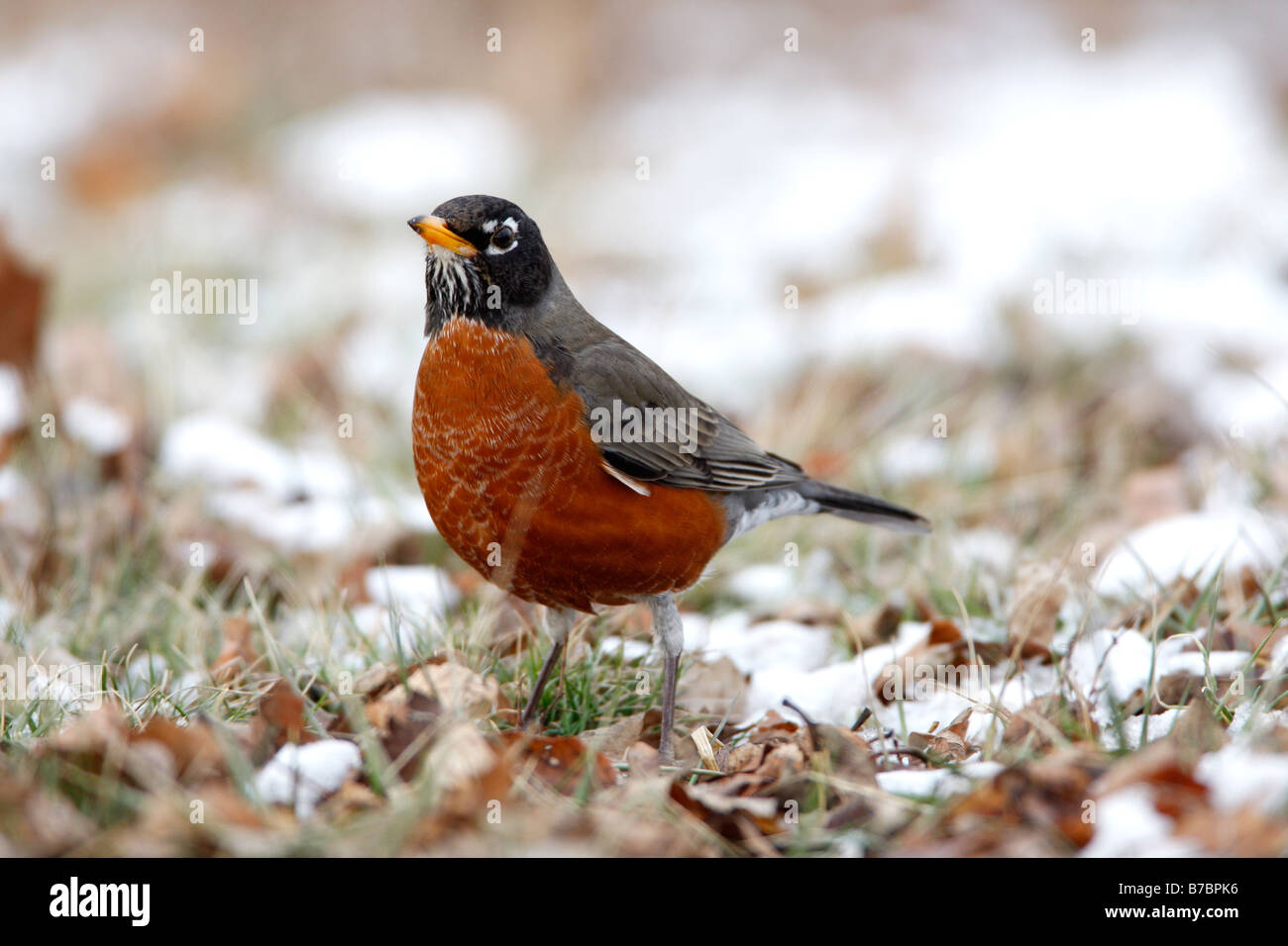 Amerikanischer Robin im Schnee Stockfoto