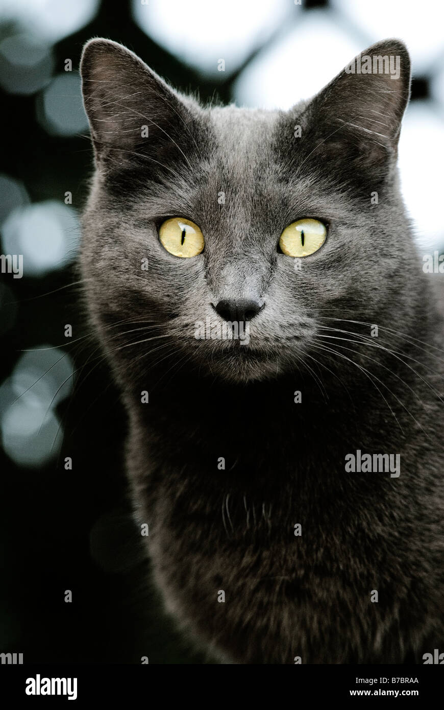 Inländische chartreux Katze. Gelbe Augen Stockfoto