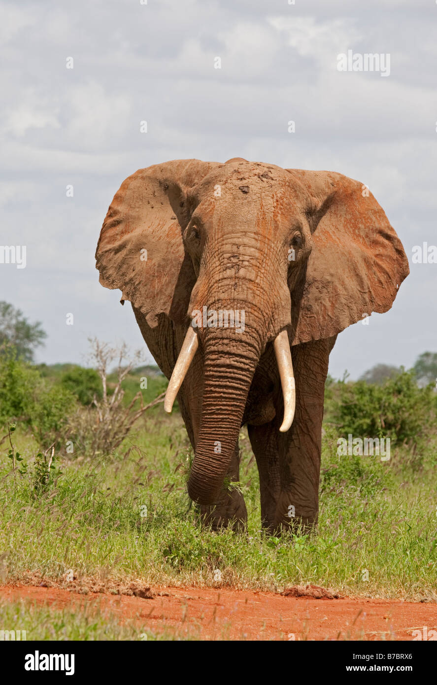 Einzelne Elefanten Tsavo East Nationalpark Kenia Stockfoto