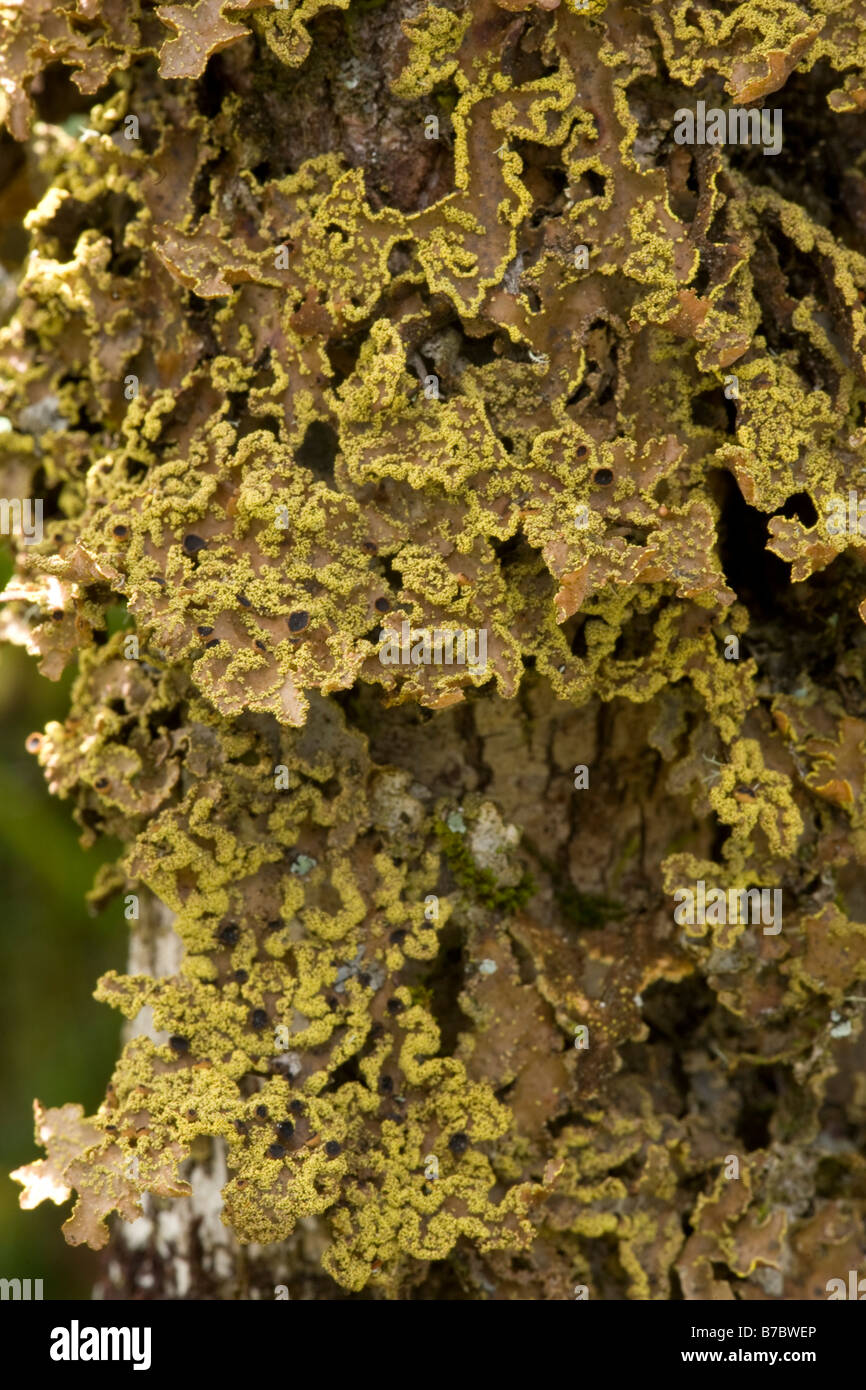 Foliose Flechten Anjozorobe Madagaskar Stockfoto