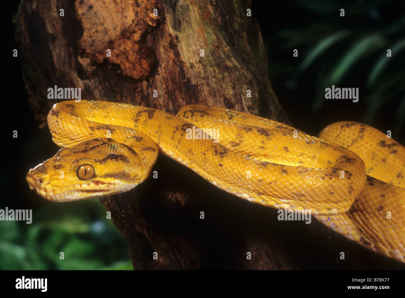 gelbe Amazon Tree Boa (Corallus Enydris Enydris) Stockfoto