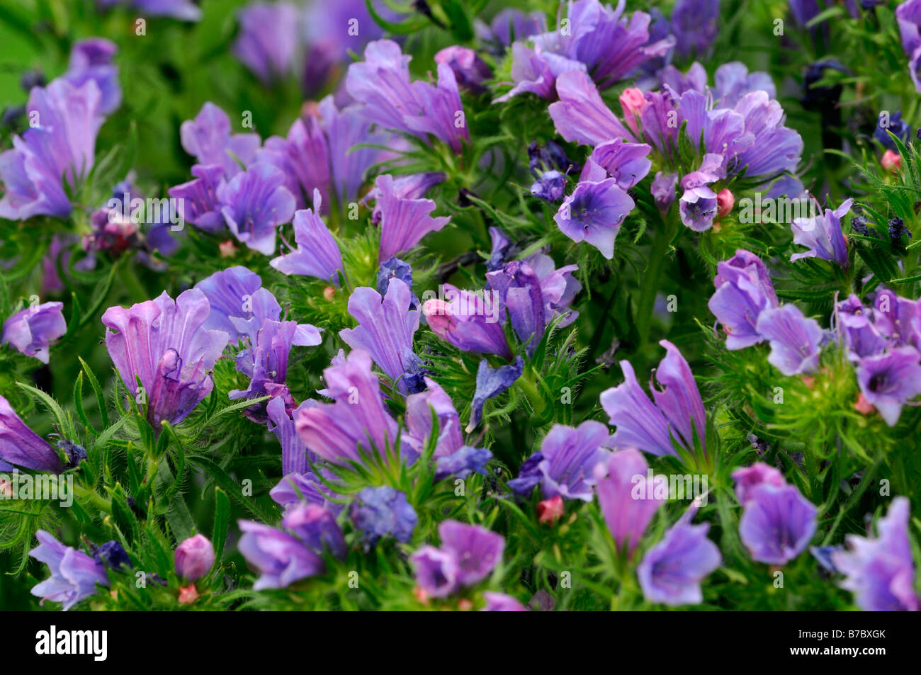 Echium Vulgare "Blue Bedder" Boraginaceae Viper Bugloss winterhart jährliche Blume Stockfoto