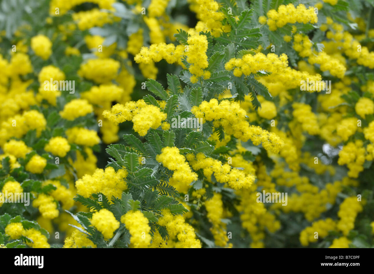 Bailey's Wattle (Acacia Baileyana) Stockfoto