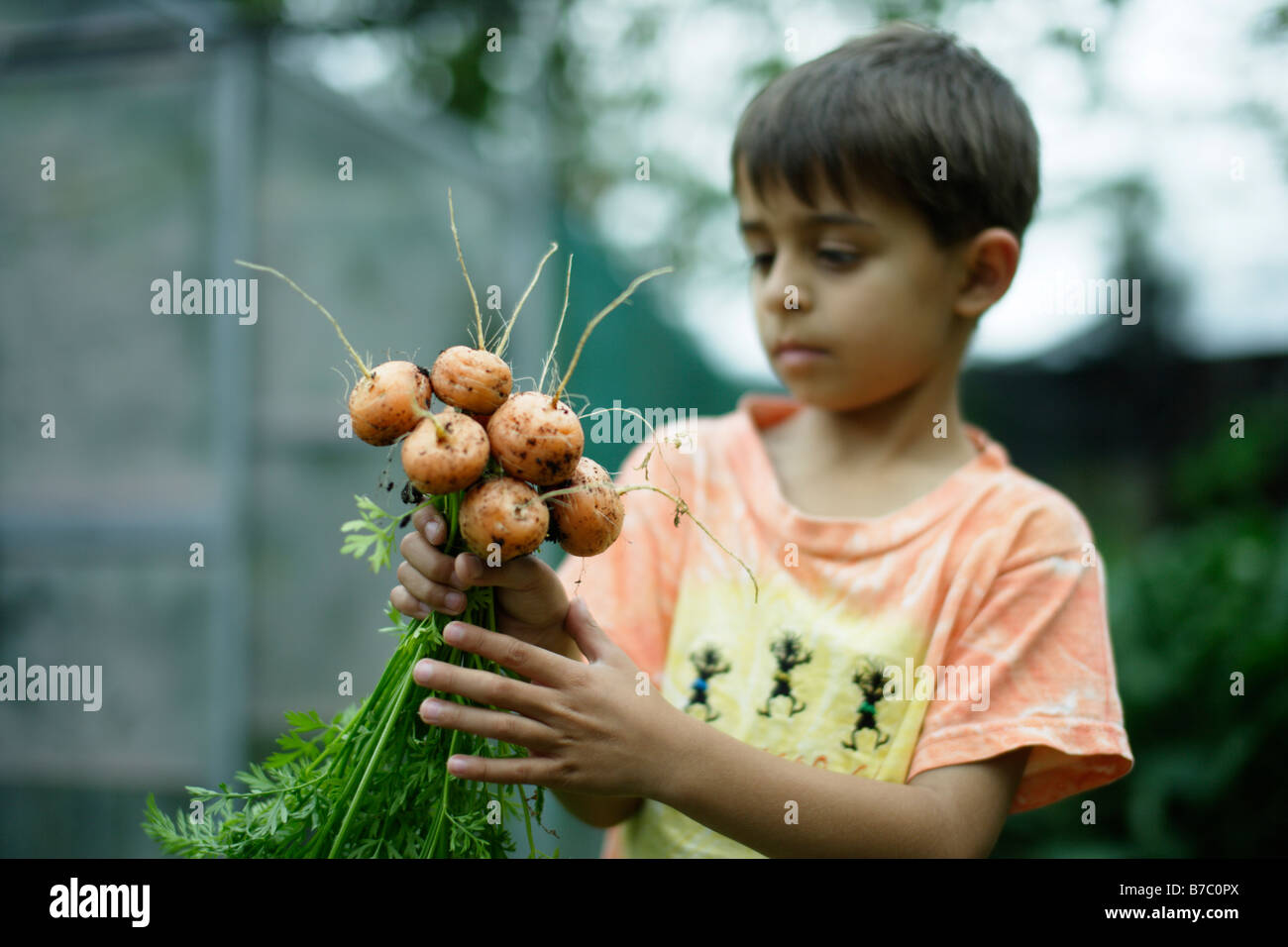 Sechs Jahre alte junge hält Bund Karotten Stockfoto