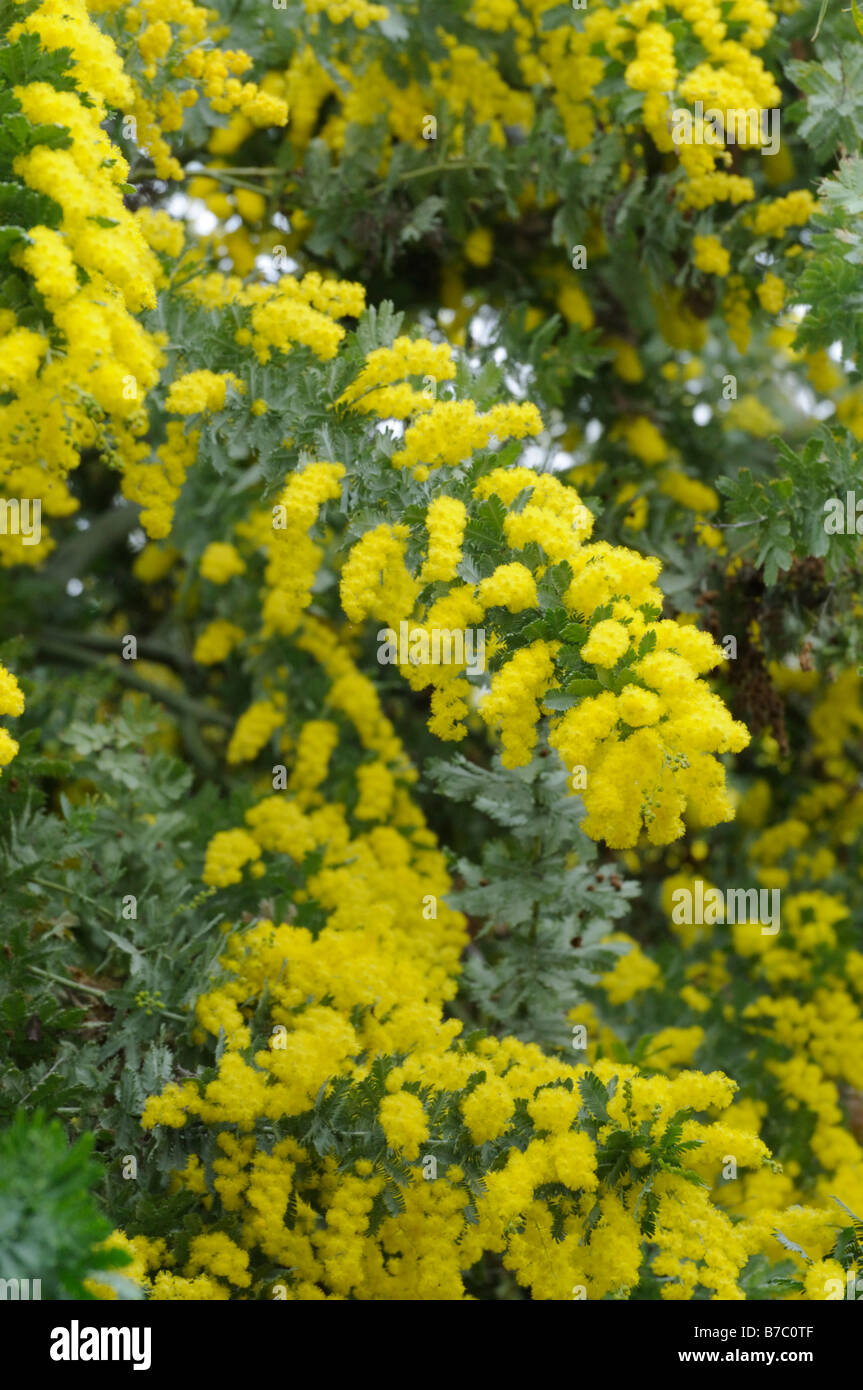 Bailey's Wattle (Acacia Baileyana) Stockfoto