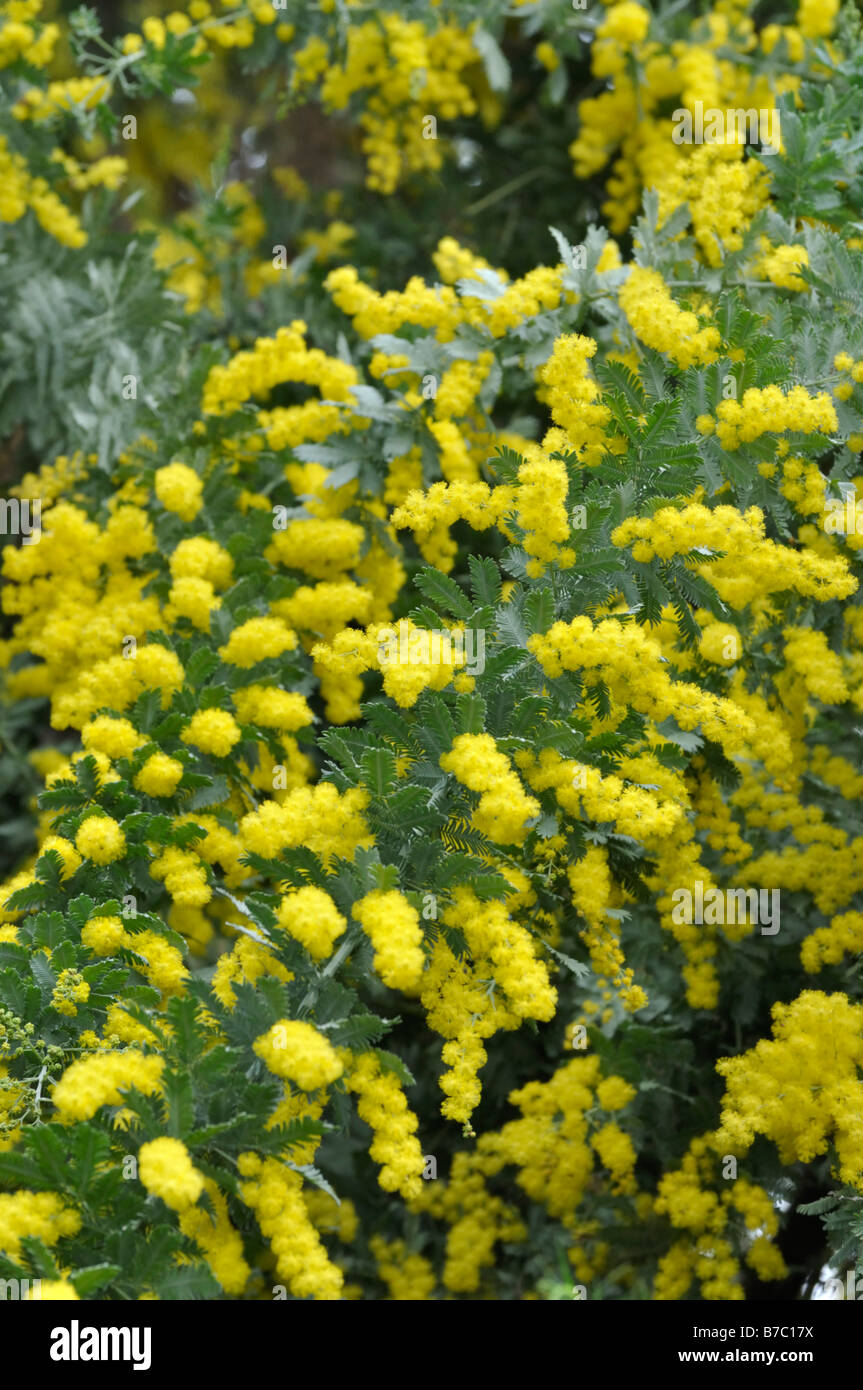 Bailey's Wattle (Acacia Baileyana) Stockfoto