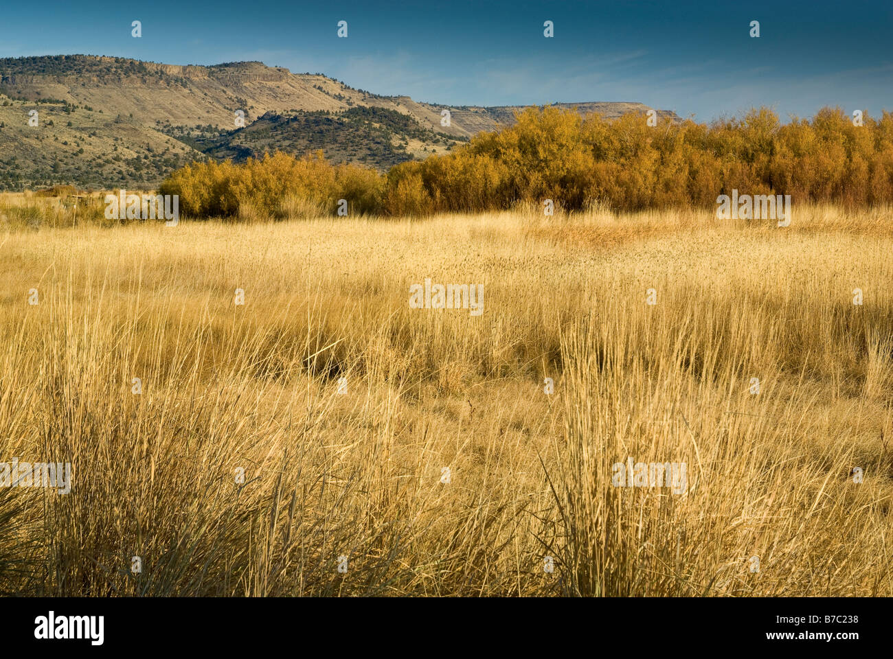 Hohe Gräser und Weiden bei Feuchtgebiete von Center Kolonnenweg an der Malheur National Wildlife Refuge Oregon USA gesehen Stockfoto