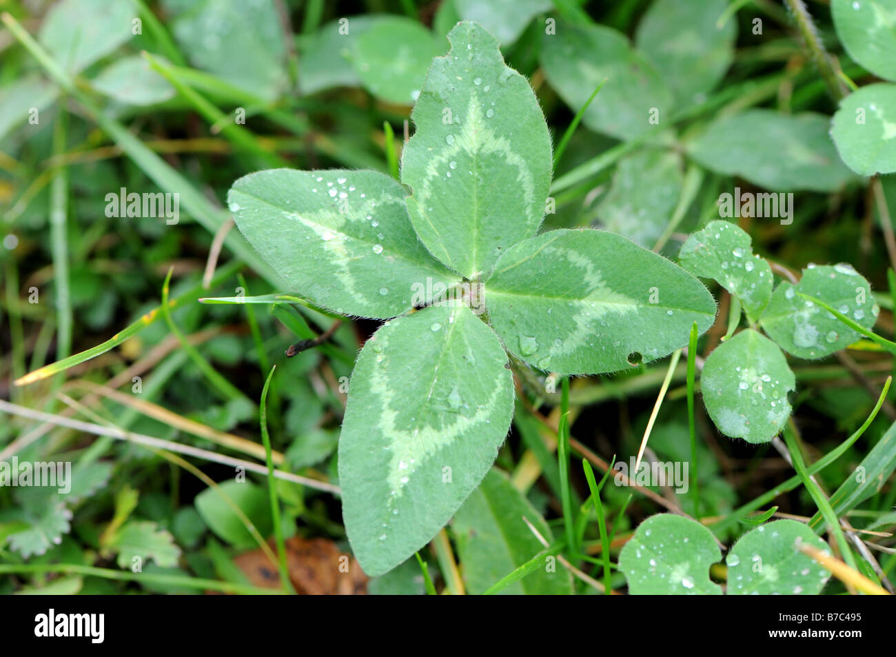 vier – blättrige Klee Trifolium pratense Stockfoto