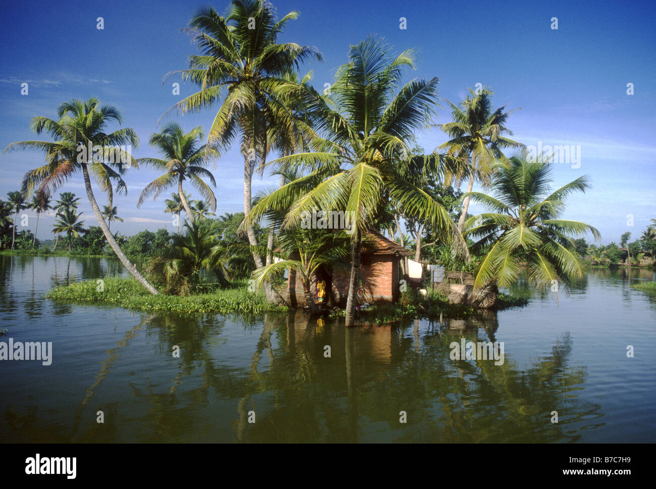 Hütte auf der kleinen Insel mit Palmen in den Allepey Backwaters Kerala Indien Stockfoto
