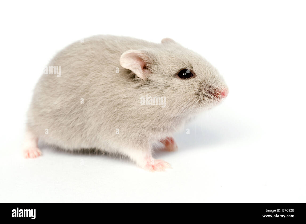 Campbells russische Zwerg Hamster Phodopus Campbelli opal Stockfoto