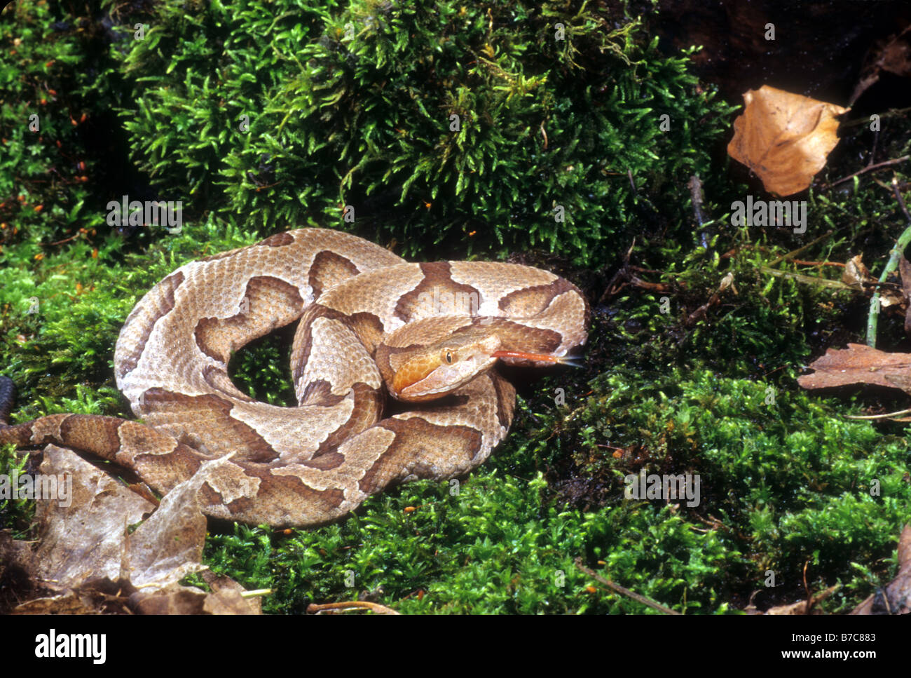 Südlichen Copperhead (Agkistrodon Contortix Contorix) Stockfoto