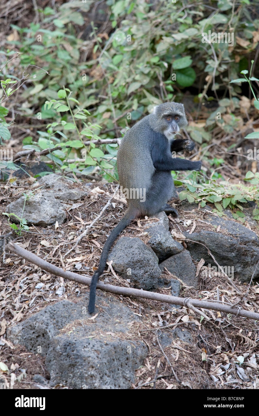 Sykes Affen am Mzima Springs Tsavo East National Park in Kenia Stockfoto