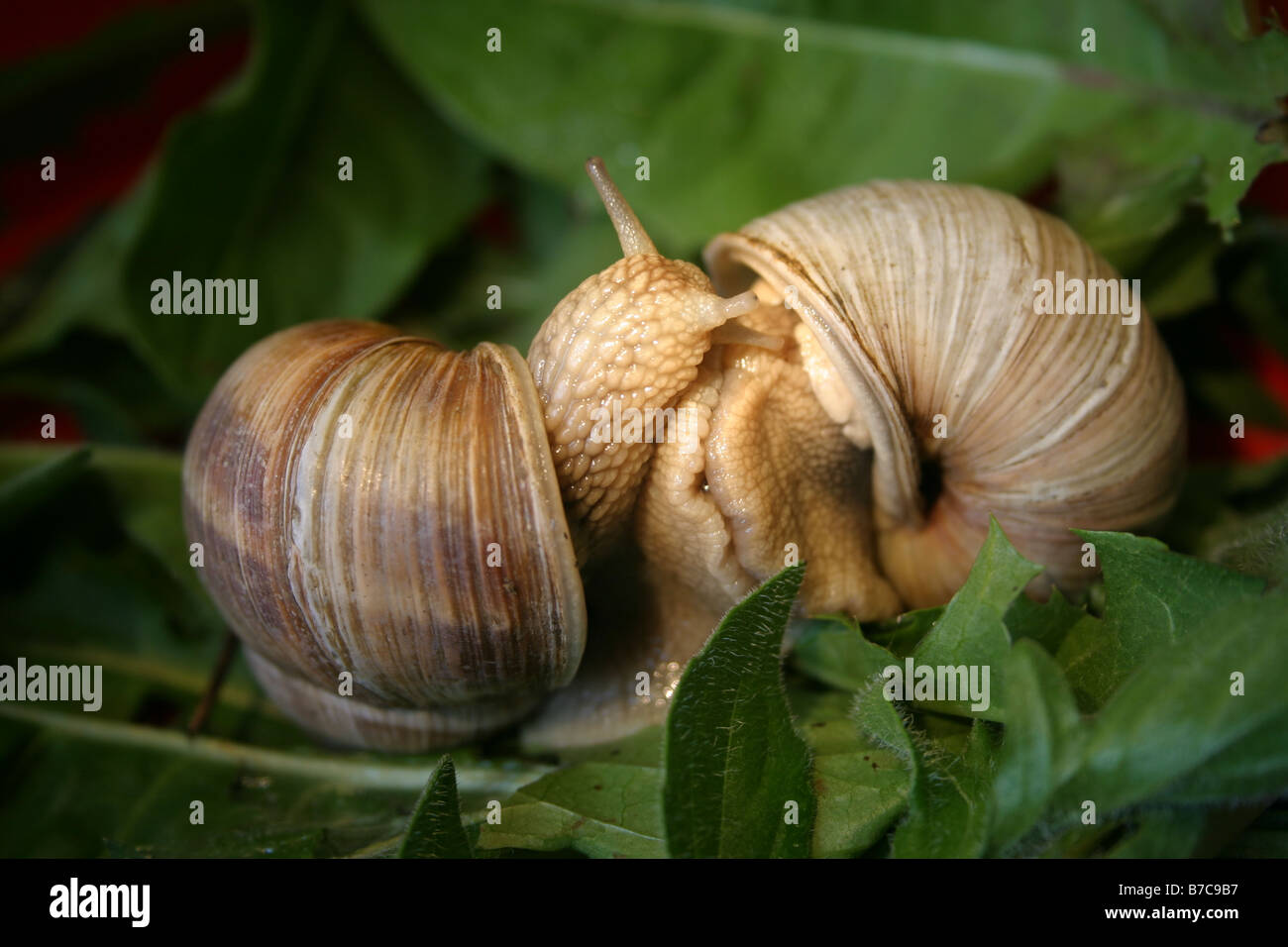 Schnecken Stockfoto