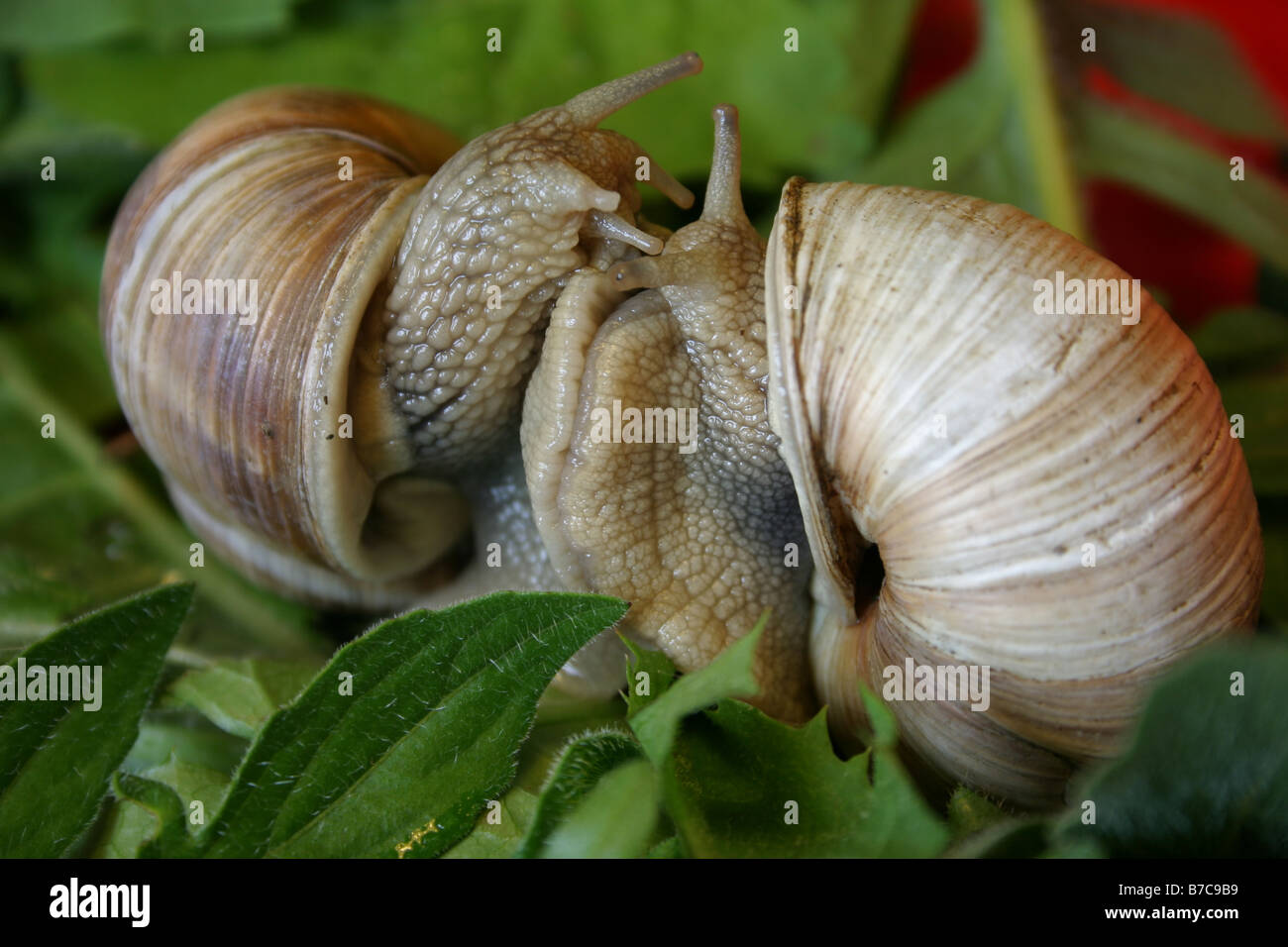 Liebe Reigen Stockfoto