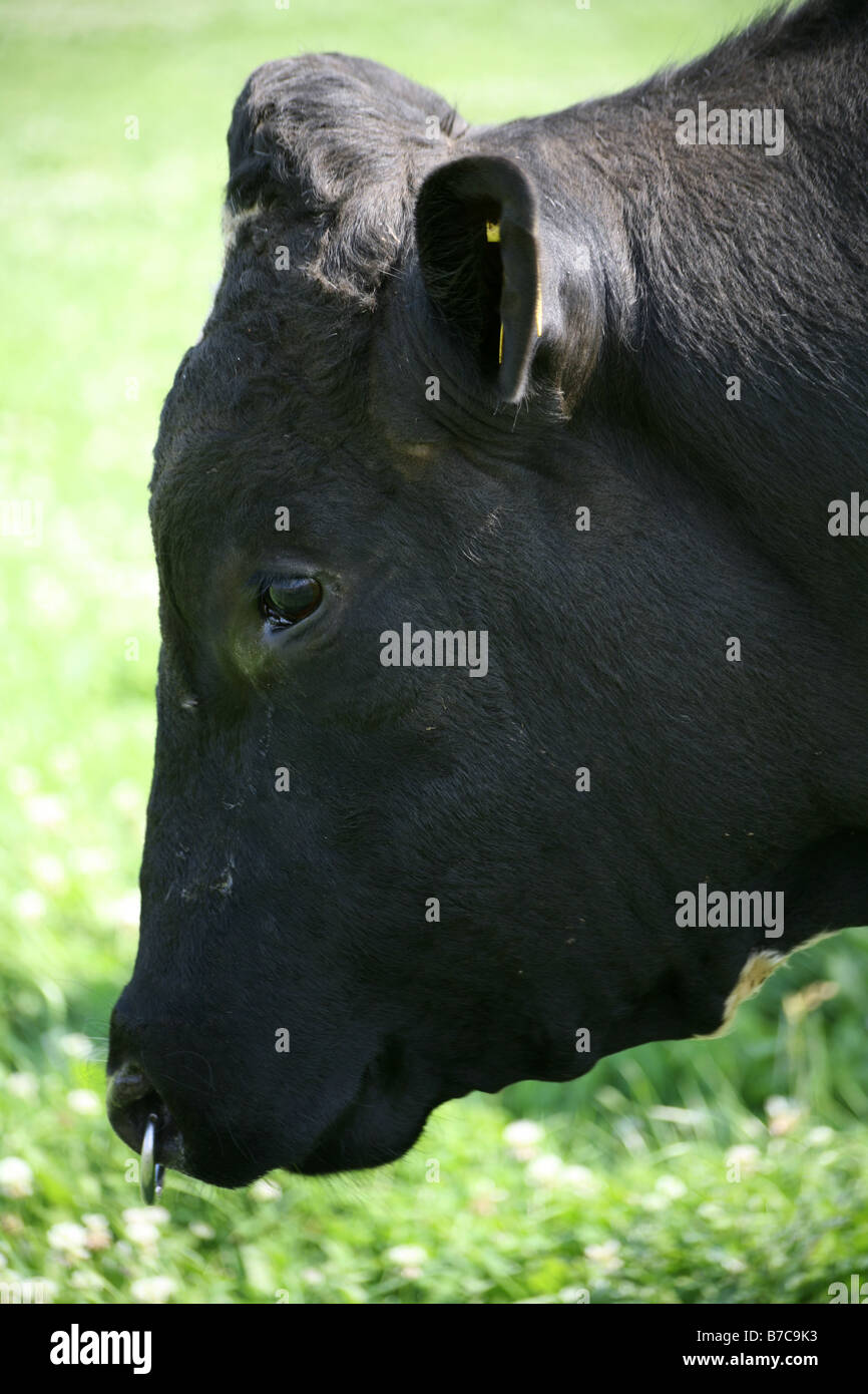 Nase Ringträger Stockfoto