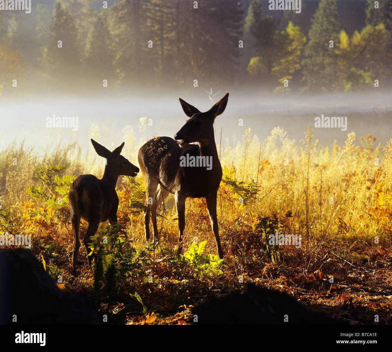 Damhirschkuh mit Kitz im Nebel im Morgengrauen YOSEMITE NATIONAL PARK in Kalifornien Stockfoto