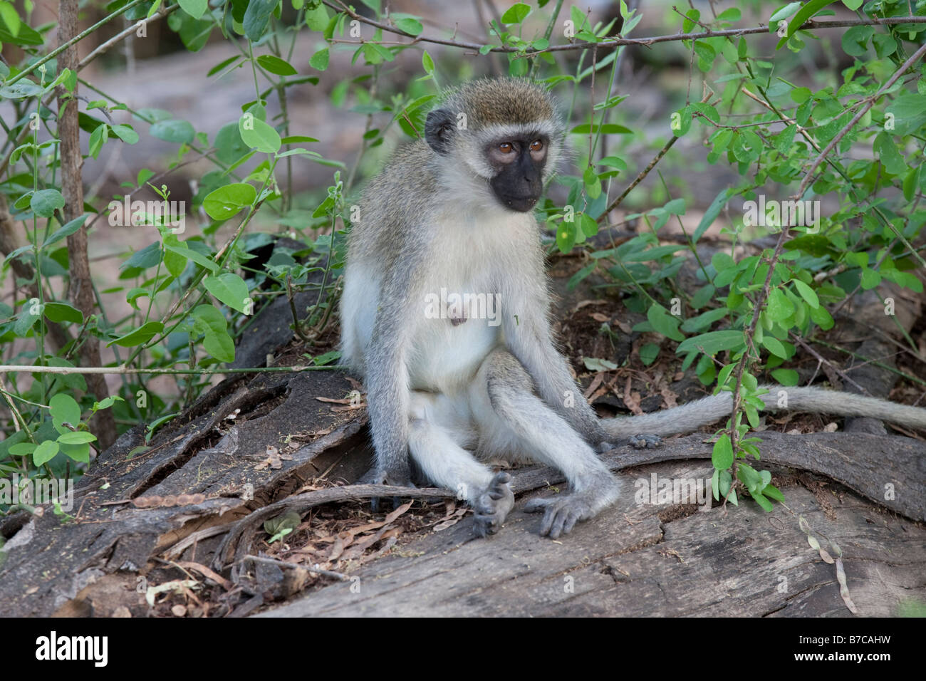 Schwarz konfrontiert Vervet MonkeMzima Springs Tsavo East Nationalpark Kenia Stockfoto