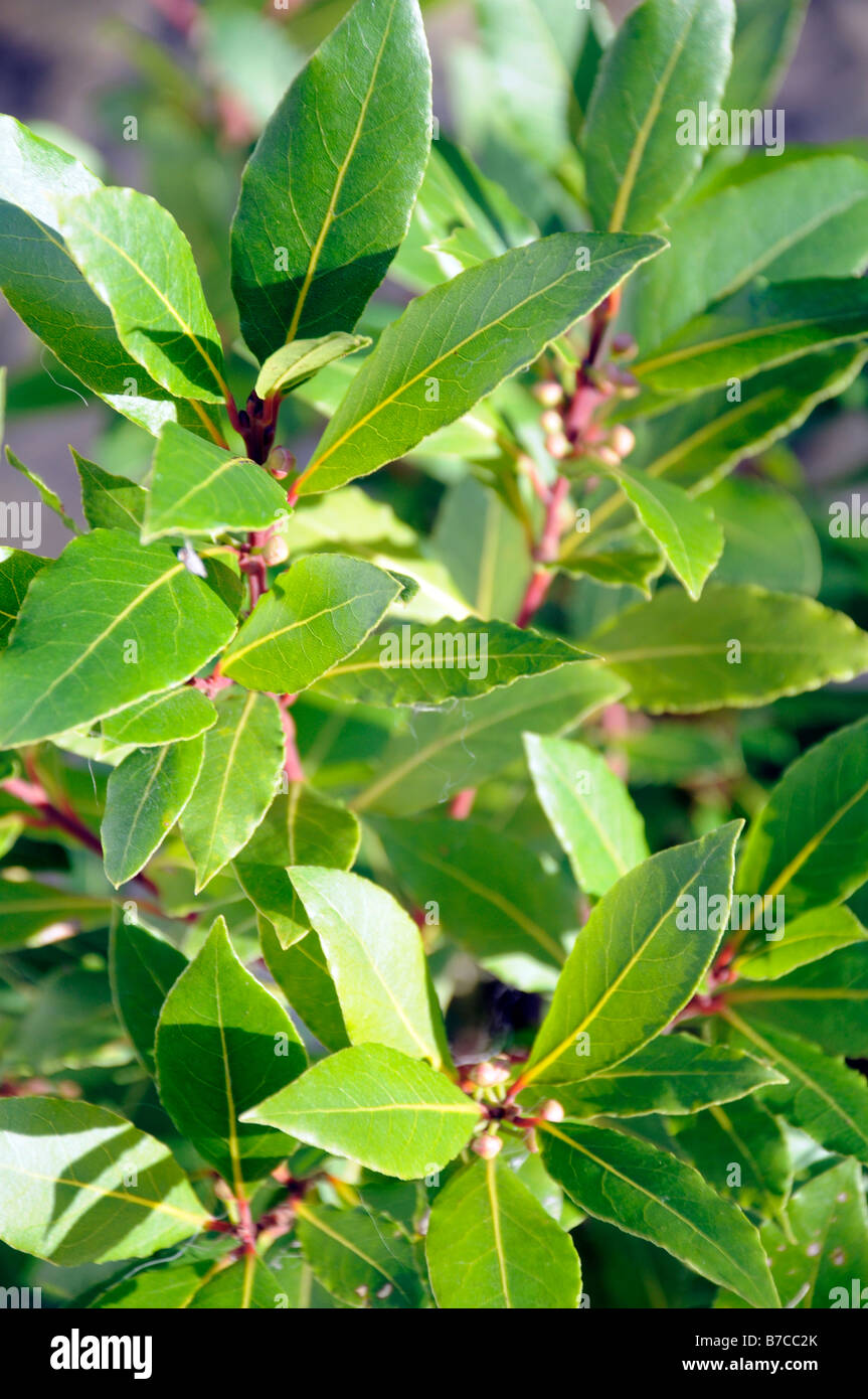 WACHSENDE LORBEERBLÄTTER Stockfoto