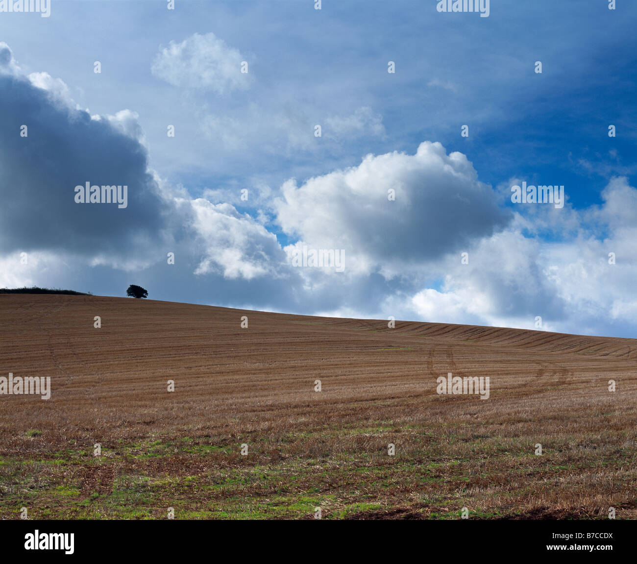 Ein Feld von Stoppeln im Herbst auf den Brendon Hills bei dem Weiler Beggearn Huish in der Gemeinde Watchet bei Williton, Somerset, England. Stockfoto