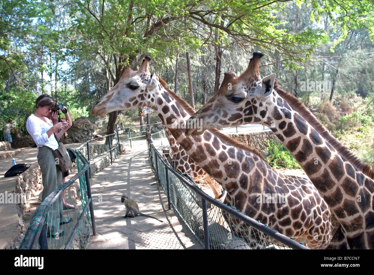 Touristen, die Fütterung Giraffe Haller Park Mombasa Kenia Stockfoto