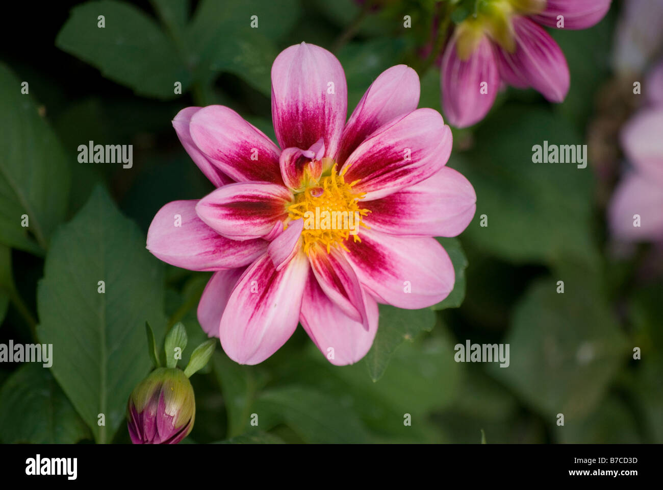 Blume Stockfoto