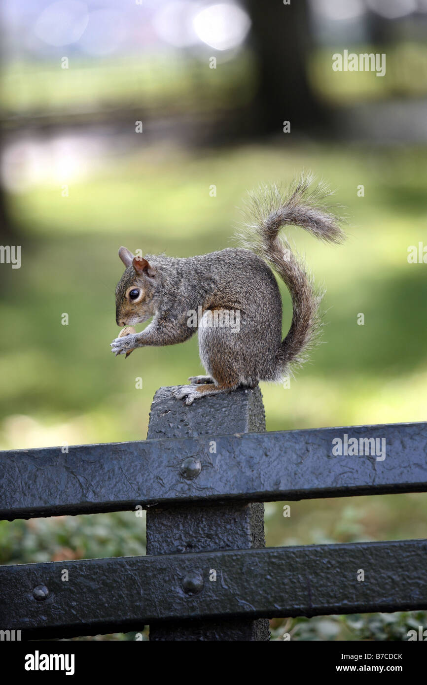 Wilde Eichhörnchen Essen, Battery Park, New York City, USA Stockfoto