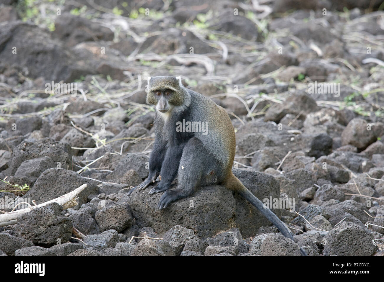 Sykes Affen am Mzima Springs Tsavo East National Park in Kenia Stockfoto