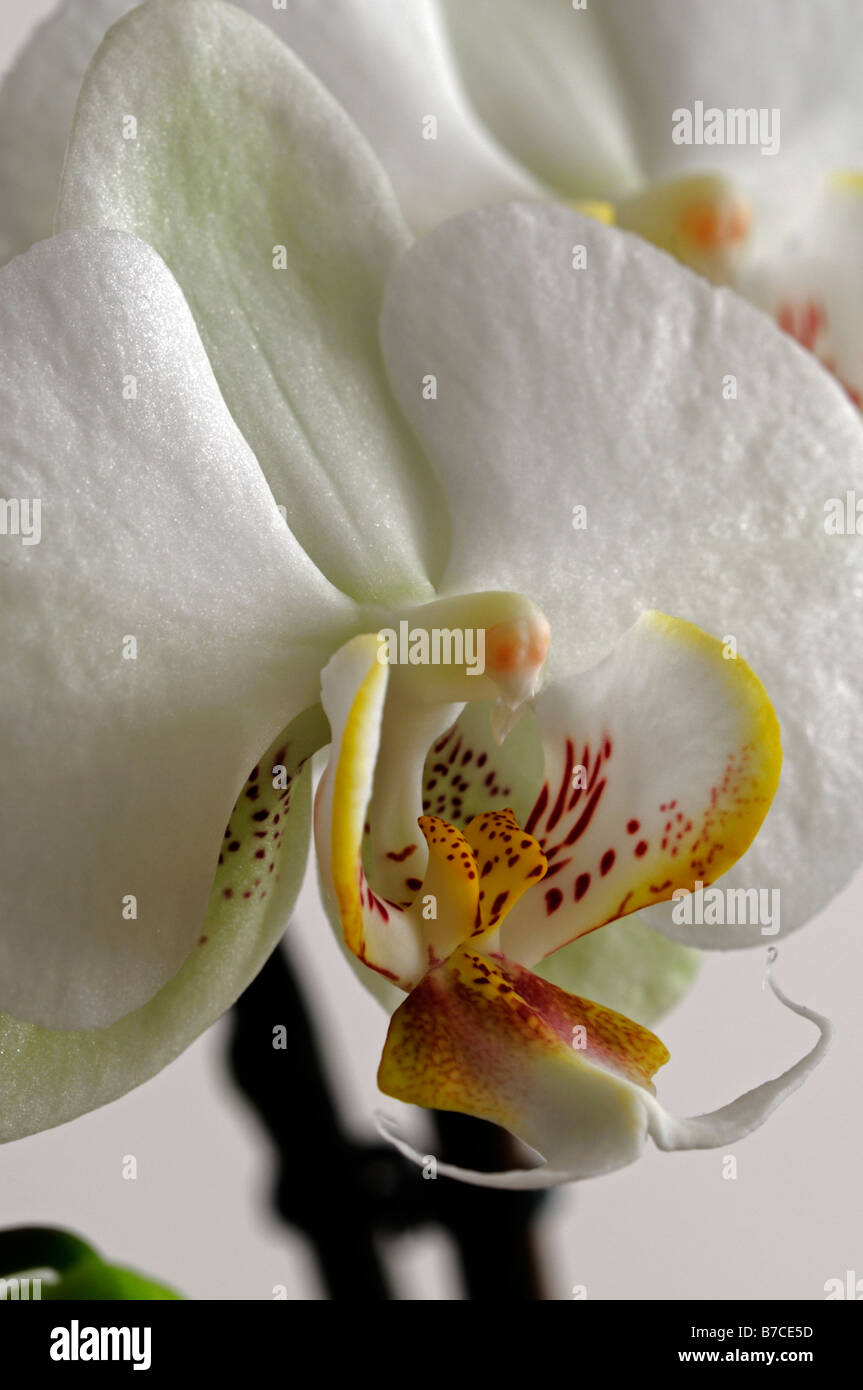 weiße Phalaenopsis Orchidee Blume Detail Nahaufnahme Closeup Motte exotische asiatische tropische Stockfoto