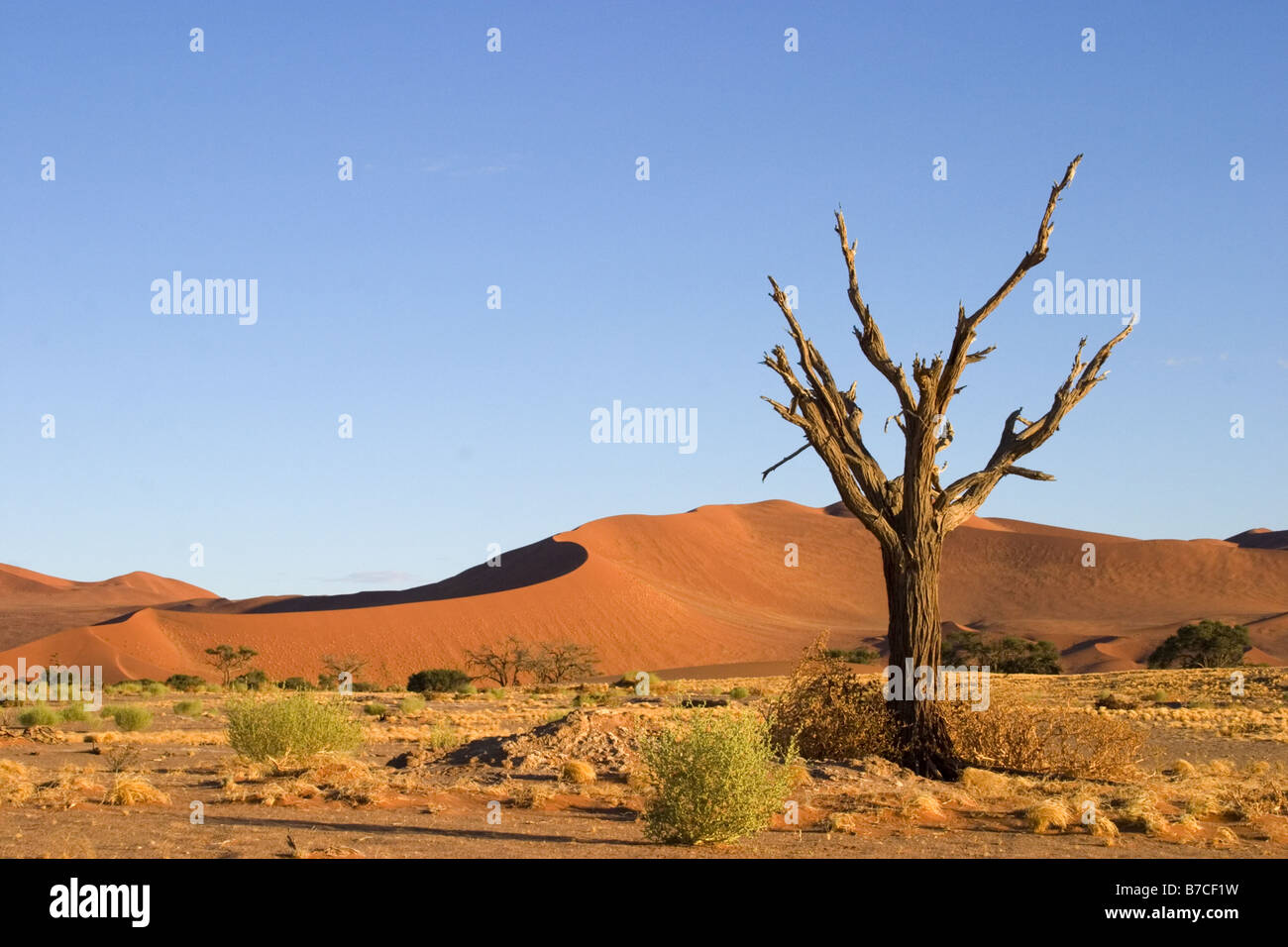 Toter Baum und Düne Sossusvlei Namibia Stockfoto