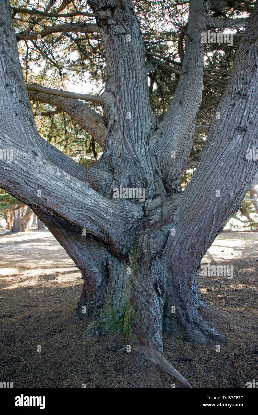 Zypern-Baum, San Simeon State Park, Kalifornien, USA Stockfoto