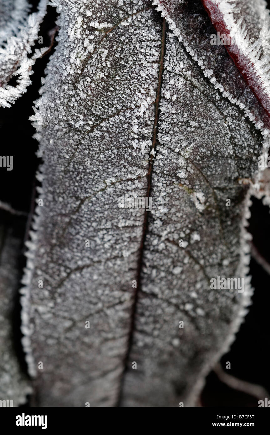 Prunus Persica Pfirsich "Bonfire" genetische Zwerg Baum Sorte Blättern bedeckt mit Frost Einfrieren kaltes Eis Winter hoar harten Boden Stockfoto