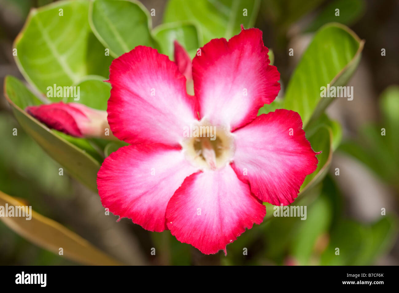 Blumen der Wüste stieg Adenium Obesum Mombasa Kenia Stockfoto