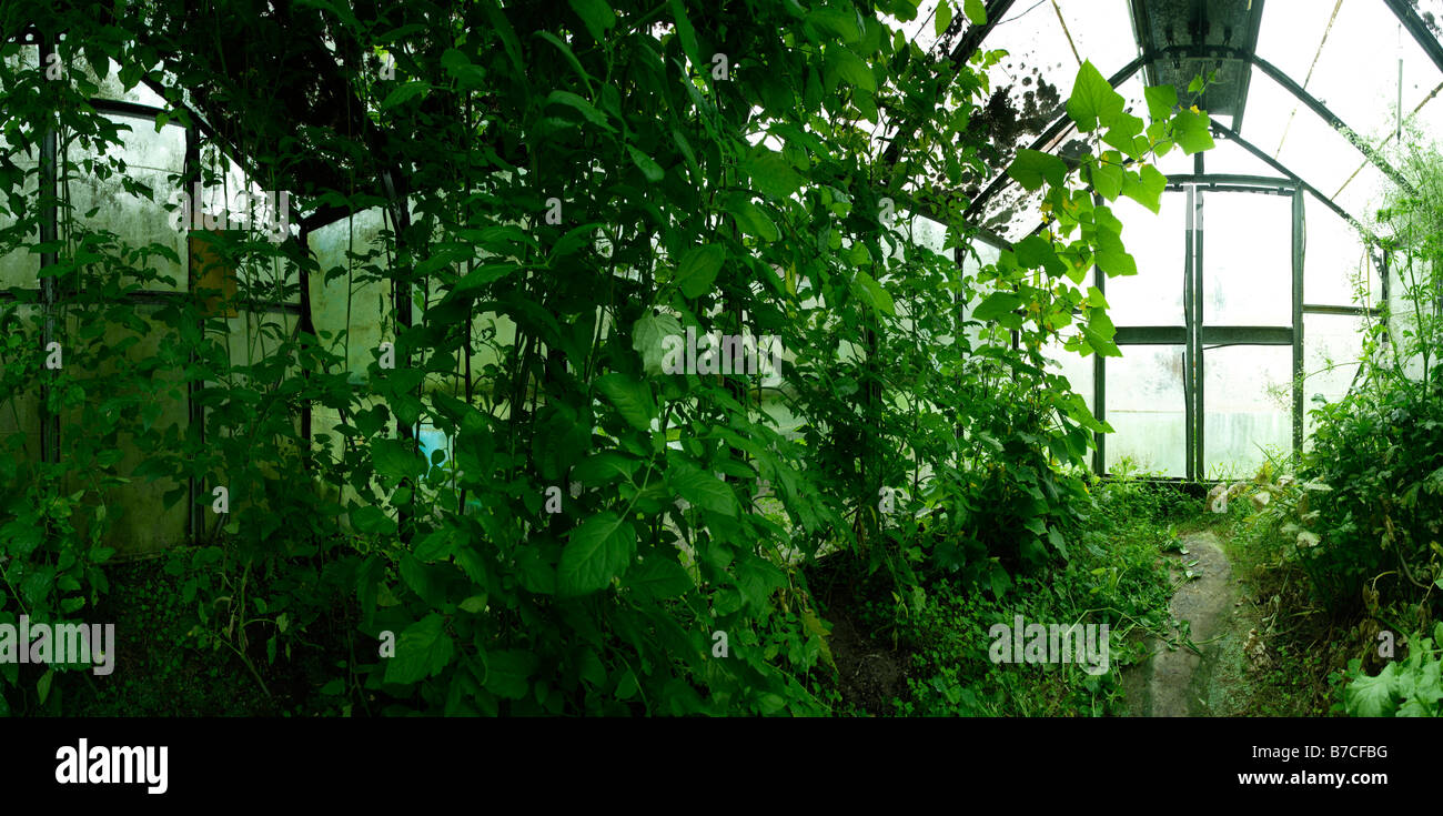 Innenraum Panorama der Gewächshaus-180-Grad-Ansicht mit Tomatenpflanzen Stockfoto