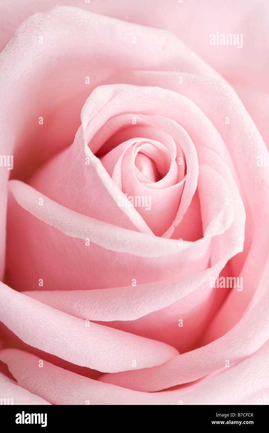 Rosa Rose Blume Stockfoto