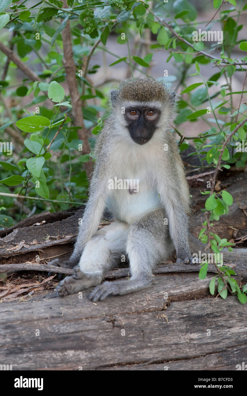 Schwarz konfrontiert Vervet MonkeMzima Springs Tsavo East Nationalpark Kenia Stockfoto