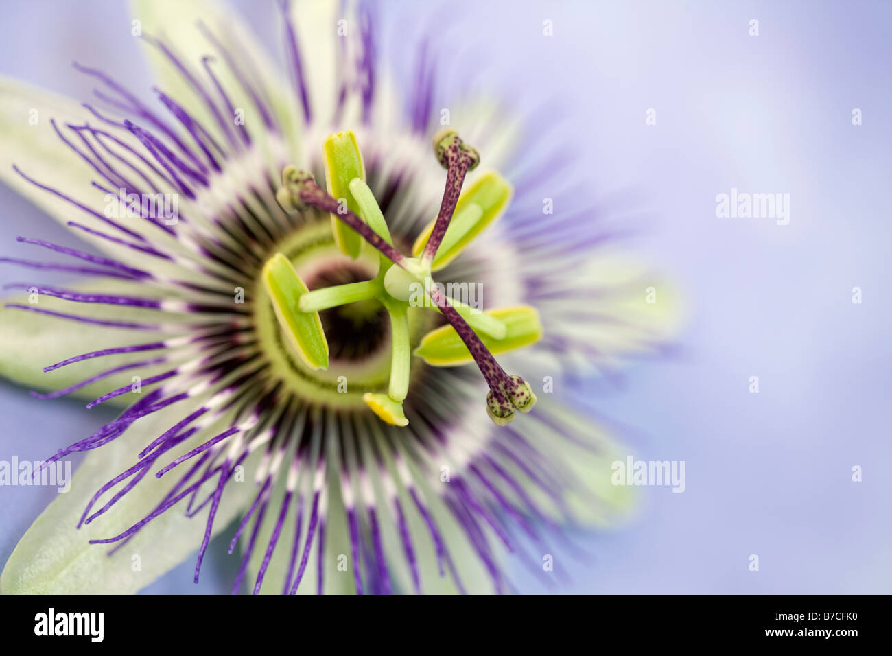Passiflora Passionsblume Stockfoto