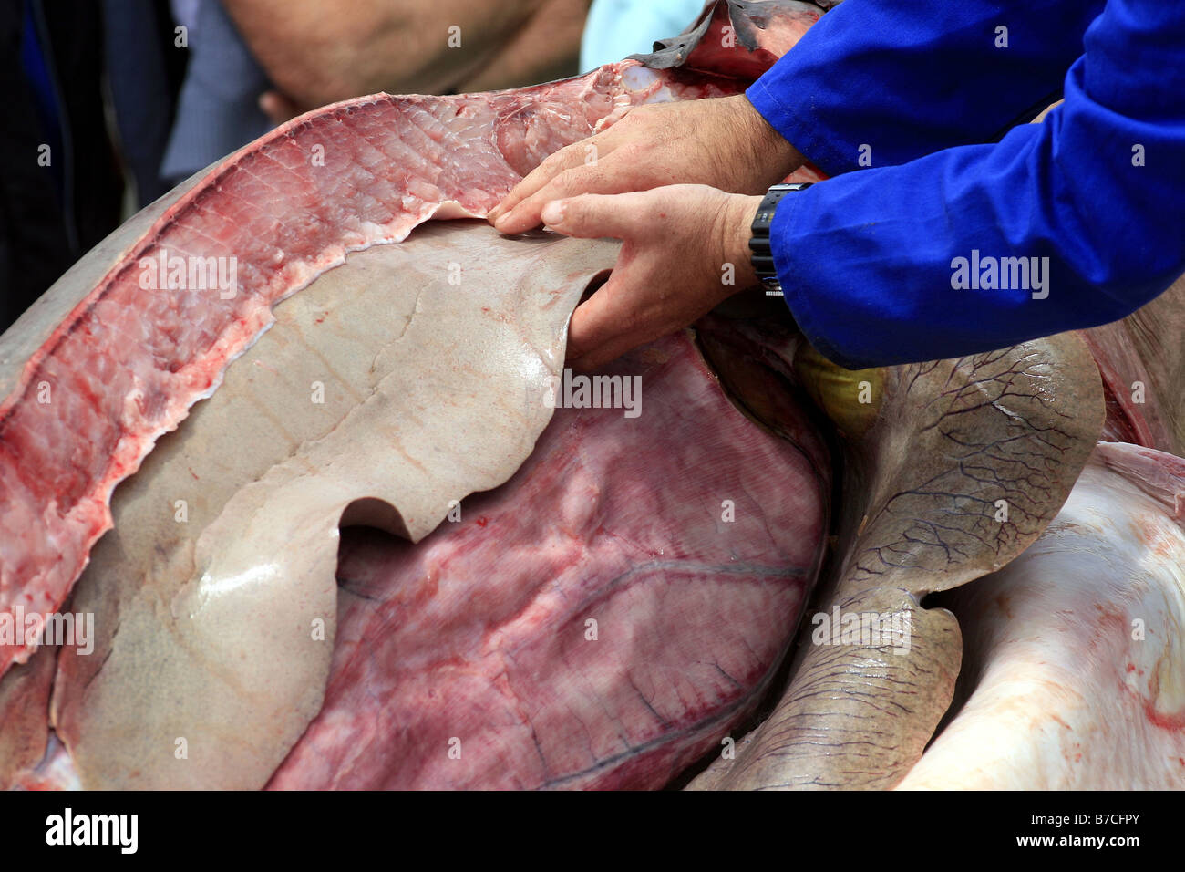 Clinton Duffy, des Department of Conservation, führt eine öffentliche Sezierung eines 3,3 m Mako Hai am Mapua Kai, Neuseeland Stockfoto