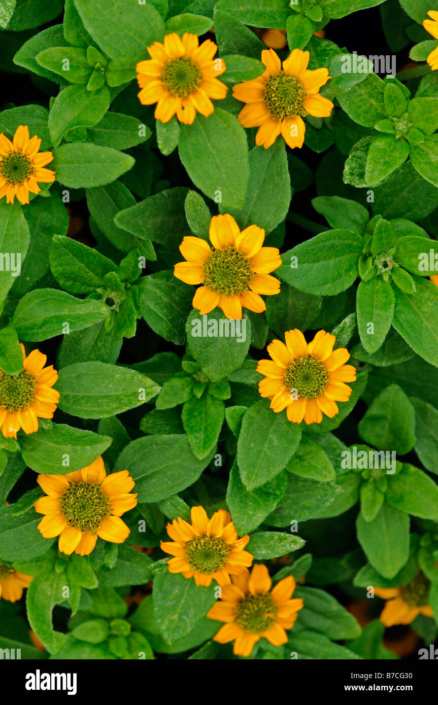 Sanvitalia Procumbens Sorte irische Augen reichlicher Fülle Blume Blumen blühen goldene orange Farbe Farbe grün Auge Stockfoto