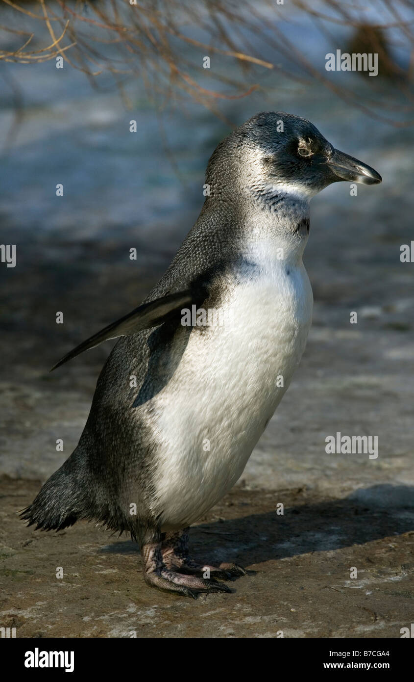 Afrikanischer Penguin - Spheniscus demersus Stockfoto
