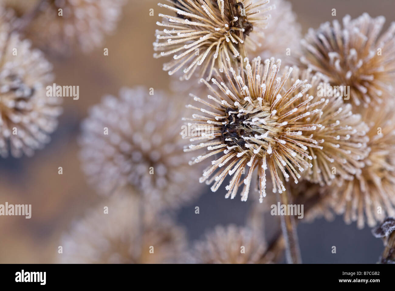Arctium Lappa Frost auf größere Klette Seedheads Stockfoto
