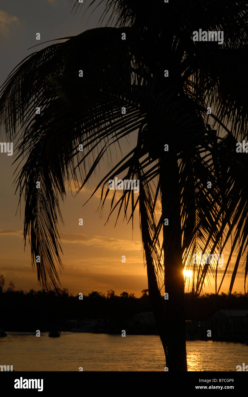 Einzige Palme bei Sonnenuntergang Stockfoto