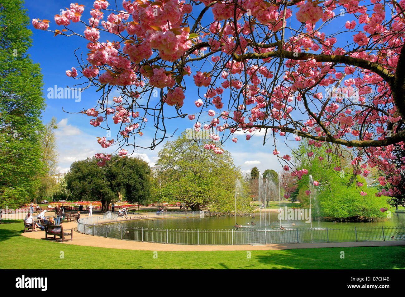 Cherry Blossom und Wasser Brunnen Jephson Gärten Royal Leamington Spa Stadt Warwickshire County England UK Frühling Stockfoto