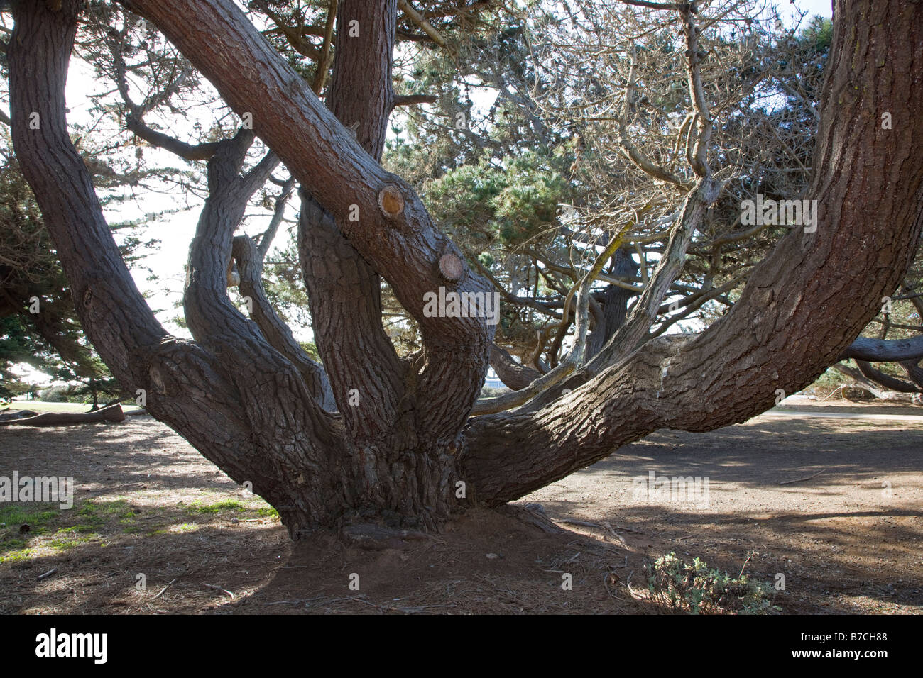 Zypern-Baum, San Simeon State Park, Kalifornien, USA Stockfoto