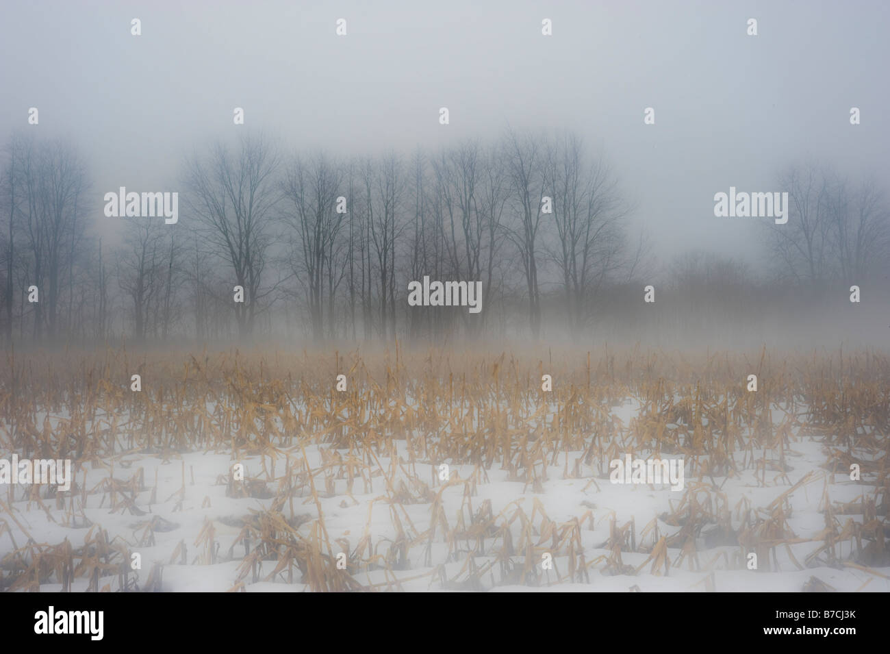 Neblig Kornfeld, Michigan USA Stockfoto