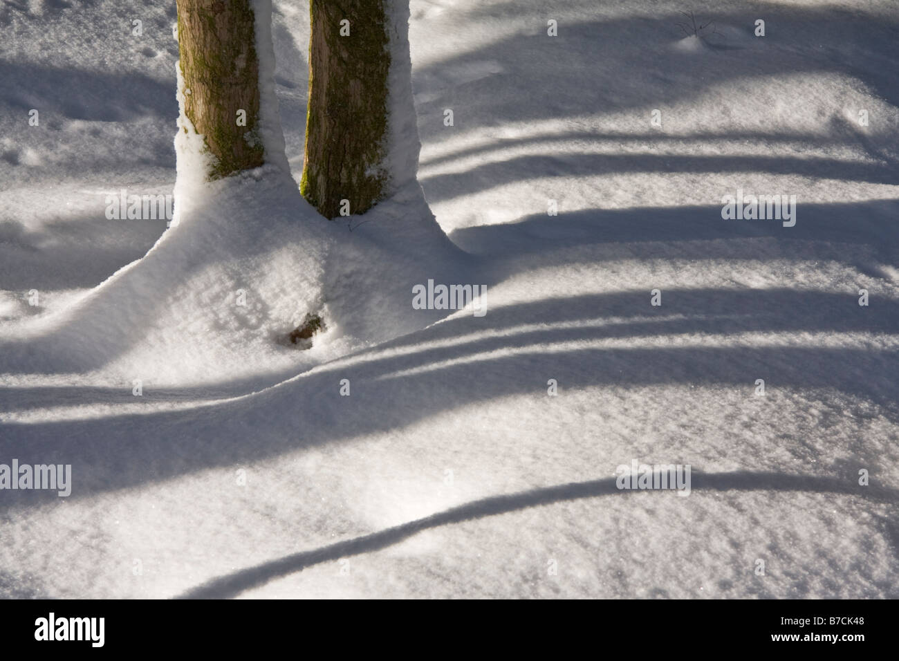 Schatten im Wald - Halifax, Nova Scotia, Kanada Stockfoto