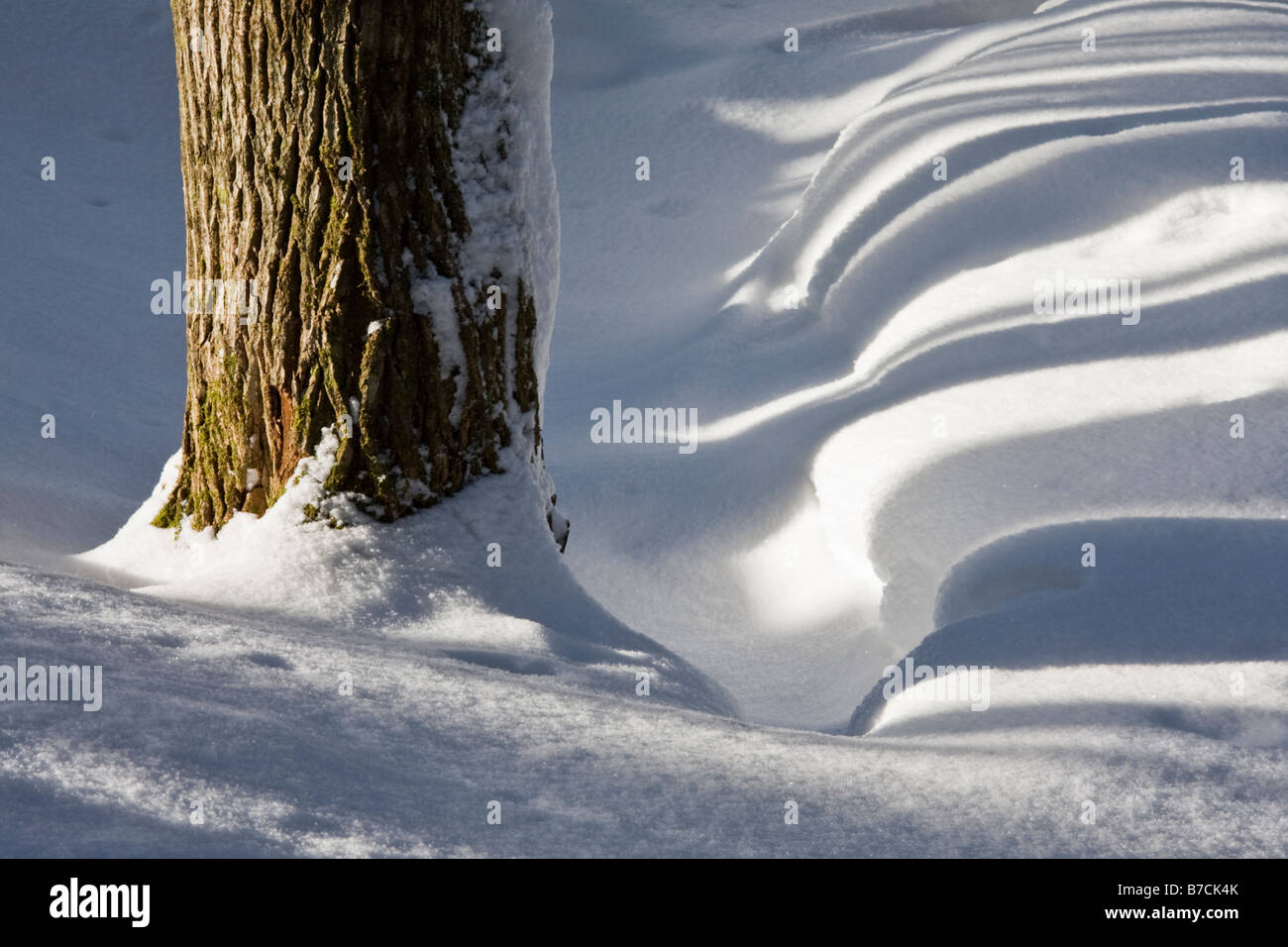 Schatten im Wald - Halifax, Nova Scotia, Kanada Stockfoto