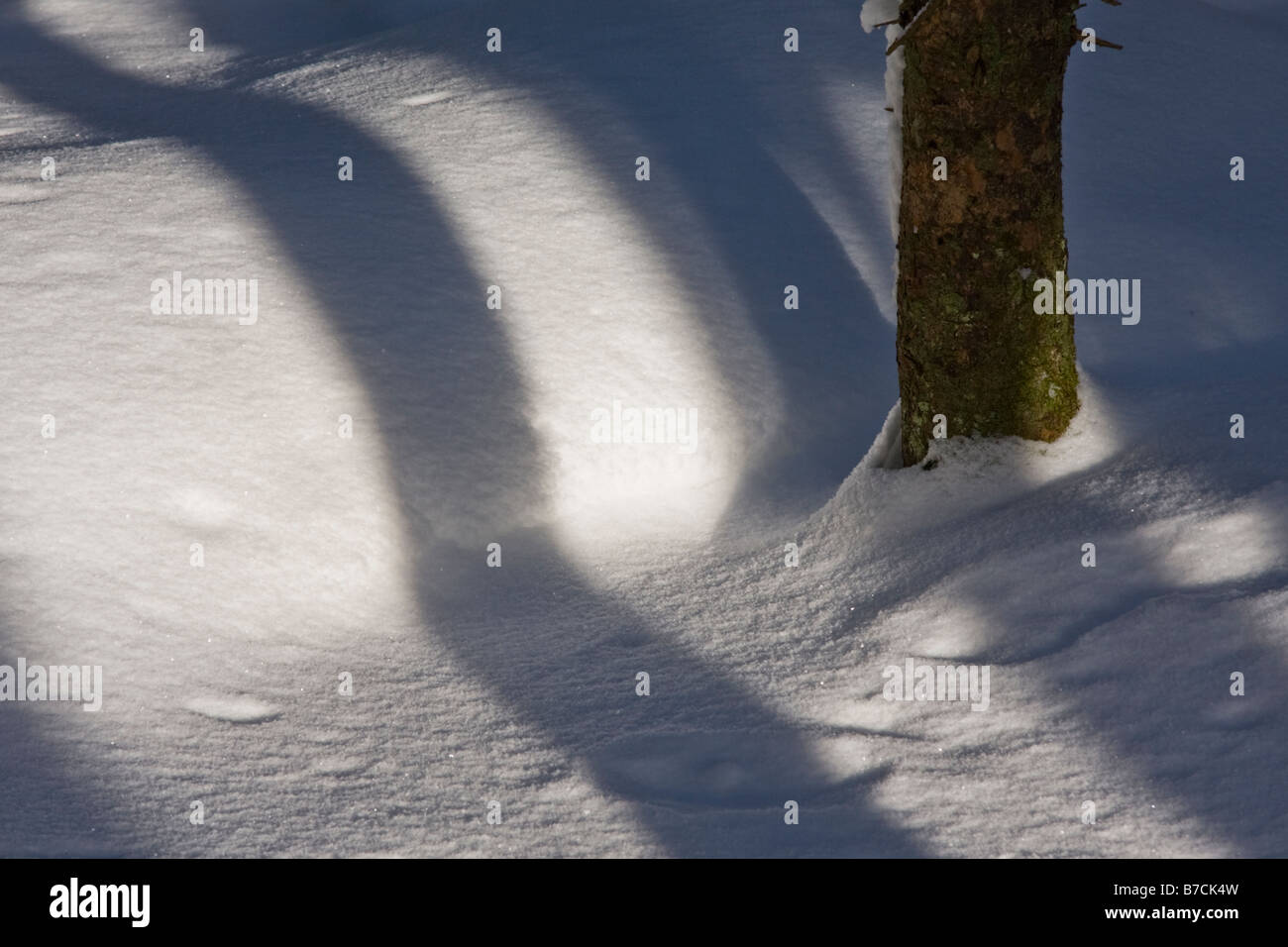 Schatten im Wald - Halifax, Nova Scotia, Kanada Stockfoto